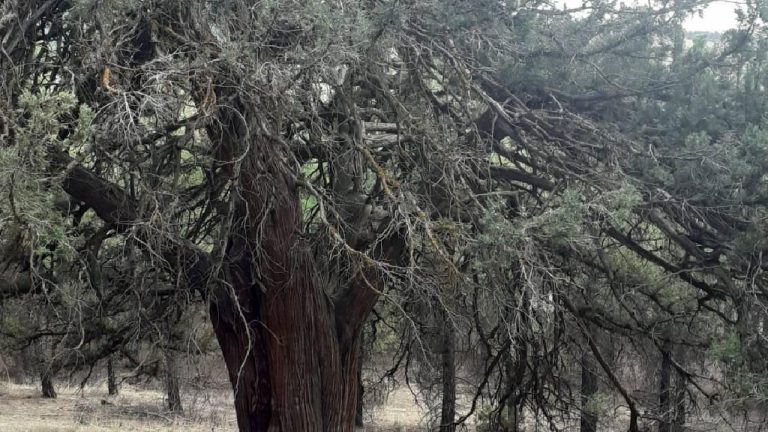 Denizli'de 700 yıllık ardıç keşfedildi