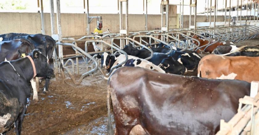 Kahramanmaraş'ta üretimi artırmak için çiftçilere eğitim desteği veriliyor