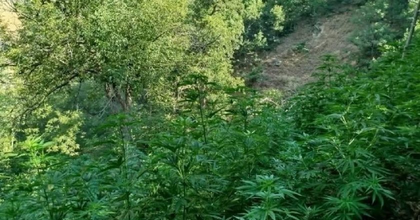 Bingöl'de 18 bin 788 kenevir kökü ele geçirildi