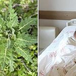 Pipistrello Pazza’nın çılgın çimleri, yanlış tüketildiğinde ciddi bir zehirlenmeye yol açabilir! Çılgın Bats Pipistrello nedir?
