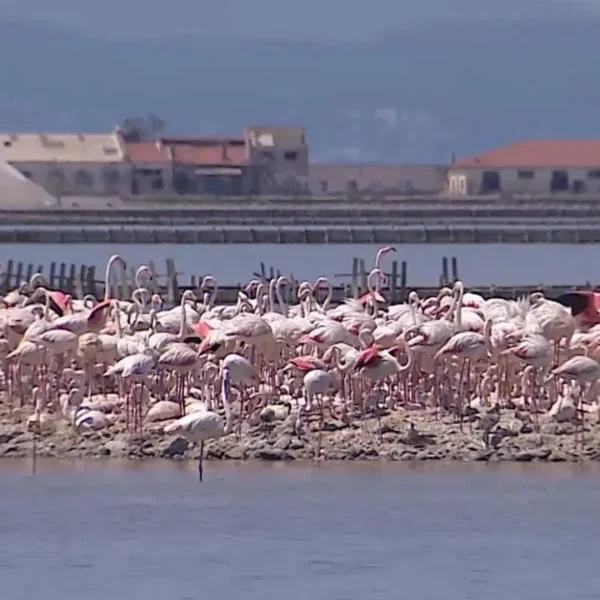 İzmir Kuş Cenneti Krizle Karşı Karşıya