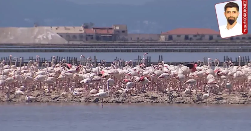 İzmir Kuş Cenneti Krizle Karşı Karşıya