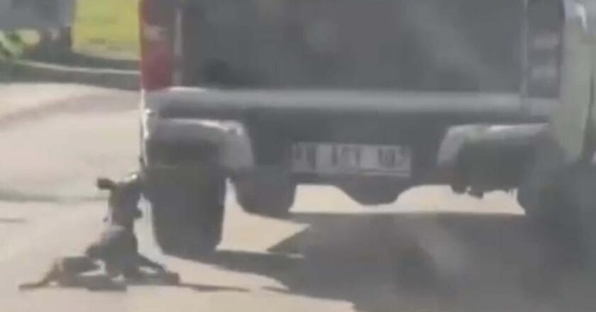 Muğla’da dehşet verici olay: Kamyonetle sürüklenen köpek hayatını kaybetti